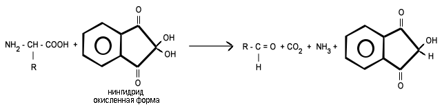 Нингидриновая реакция, первая стадия - образование восстановленного нингидрина за счет окислительного дезаминирования аминокислоты и ее декарбоксилирования.