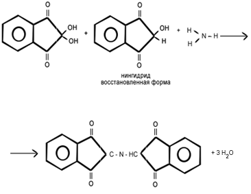Нингидриновая реакция, вторая стадия - образующийся на первой стадии аммиак NH3 реагирует с эквимолярным количеством окисленного и восстановленного нингидрина, образуя сине-фиолетовый продукт.
